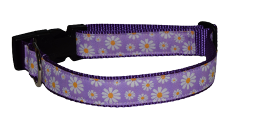 Daisy Purple